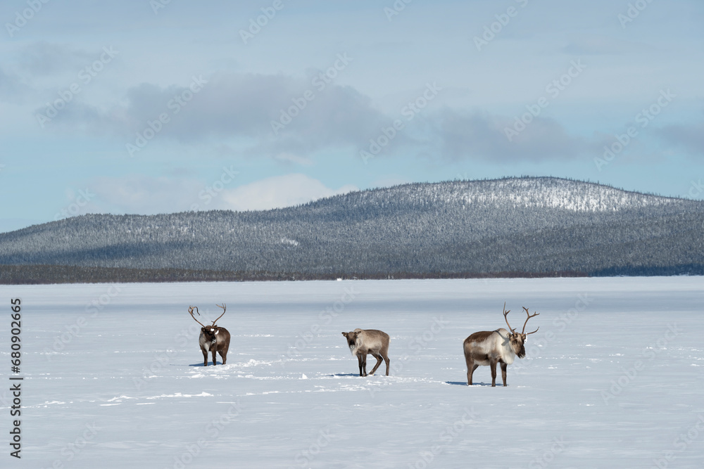 Reindeers walking in snow by mountain Reindeers walking in snow by mountain