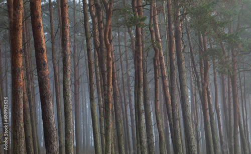Scots pine trees in forest under fog photo