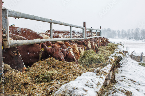 Cows grazing on hay during winter photo