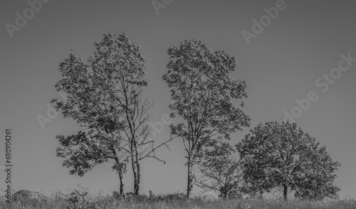 Low angle of trees on hill photo