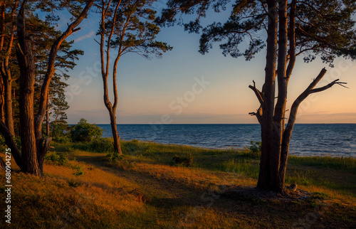 Trees by lake at sunset photo