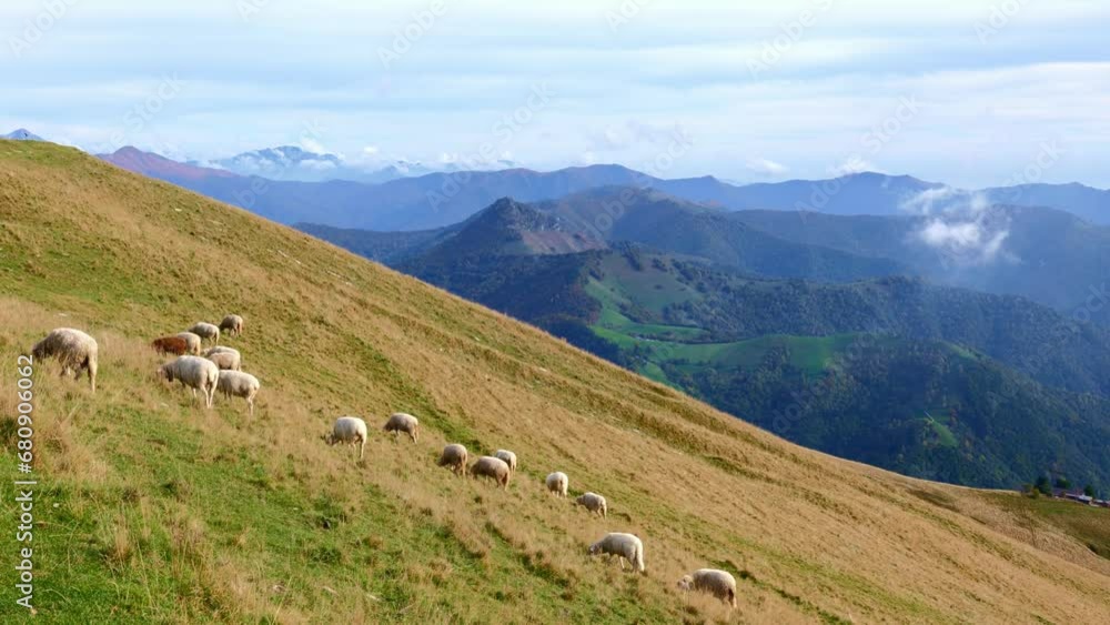 Sheep High Up on the Mountain Side with View over a Mountainscape with Valley in a Sunny Day with Sky and Clouds in Ticino, Switzerland. Sheep High Up on the Mountain Side with View over a Mountainscape with Valley in a Sunny Day with Sky and Clouds in Ticino, Switzerland.