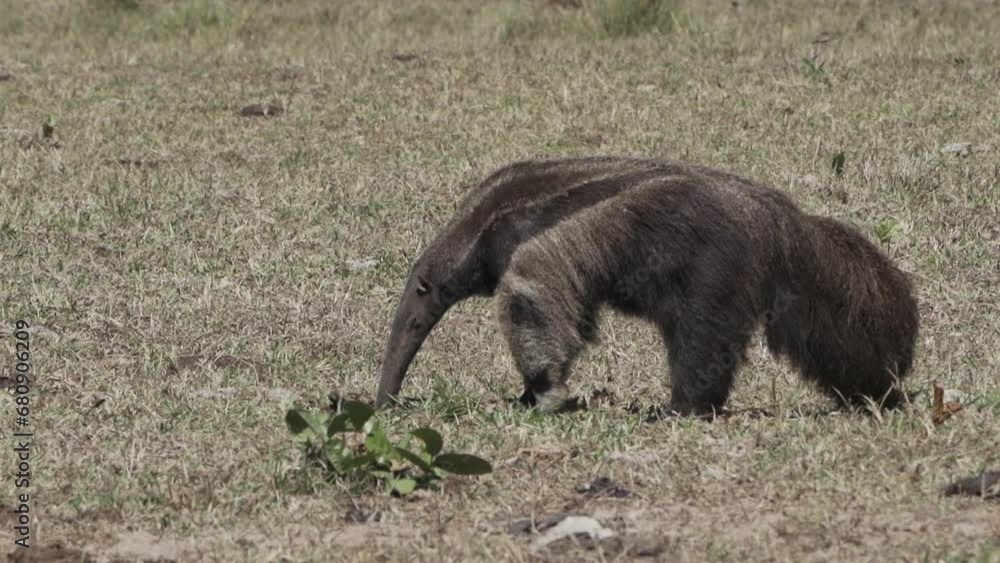 giant anteater walking over a meadow of a farm in the southern Pantanal. Myrmecophaga tridactyla, also ant bear, is an insectivorous mammal native to Central and South America. giant anteater walking over a meadow of a farm in the southern Pantanal. Myrmecophaga tridactyla, also ant bear, is an insectivorous mammal native to Central and South America.