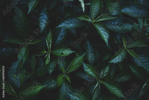 Fototapeta Naklejka Na Ścianę i Meble -  Kaci Beling (Strobilanthes crispa).Green leaves pattern background, Natural background and wallpaper