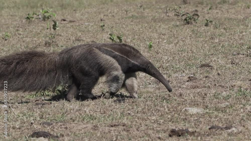 giant anteater walking over a meadow of a farm in the southern Pantanal. Myrmecophaga tridactyla, also ant bear, is an insectivorous mammal native to Central and South America. giant anteater walking over a meadow of a farm in the southern Pantanal. Myrmecophaga tridactyla, also ant bear, is an insectivorous mammal native to Central and South America.