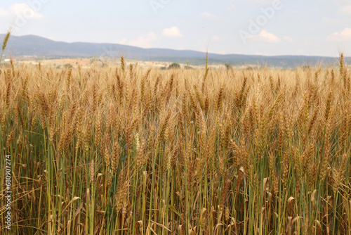 Agricultural landscape. Fertile wheat fields.