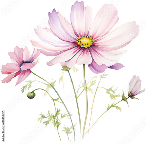 Pink Purple Watercolor Cosmos Flower  Isolated on Transparent Background