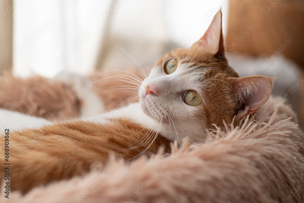 窓辺でくつろぐ猫 茶トラ白 窓辺でくつろぐ猫 茶トラ白