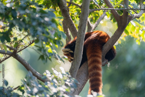 木の上でくつろぐレッサーパンダ
