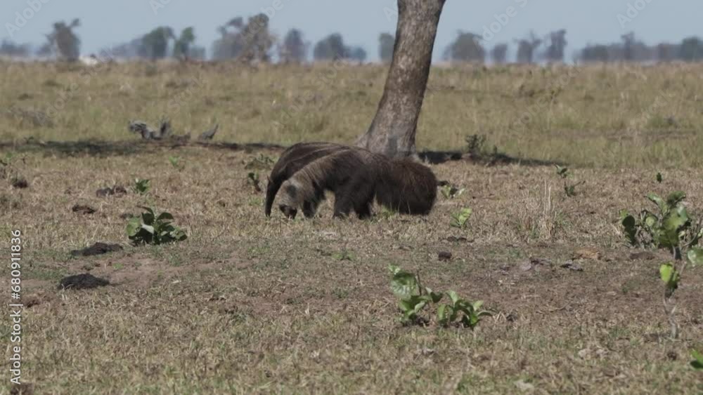 giant anteater walking over a meadow of a farm in the southern Pantanal. Myrmecophaga tridactyla, also ant bear, is an insectivorous mammal native to Central and South America. giant anteater walking over a meadow of a farm in the southern Pantanal. Myrmecophaga tridactyla, also ant bear, is an insectivorous mammal native to Central and South America.