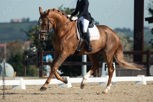 thoroughbred horse during a horse dressage competition photo