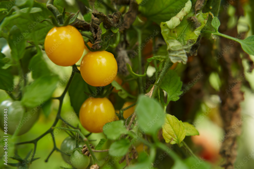 Yellow tomatoes on a branch in a greenhouse. Fresh waxes, healthy and proper nutrition.