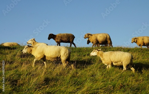 A flock of sheep runs along the dike