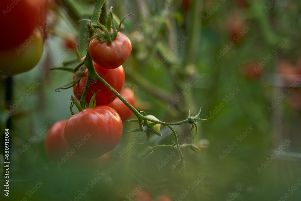 Red tomatoes on a branch in a greenhouse. Fresh waxes, healthy and proper nutrition.