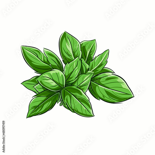  Basil hand-drawn illustration. Basil. Vector doodle style cartoon illustration