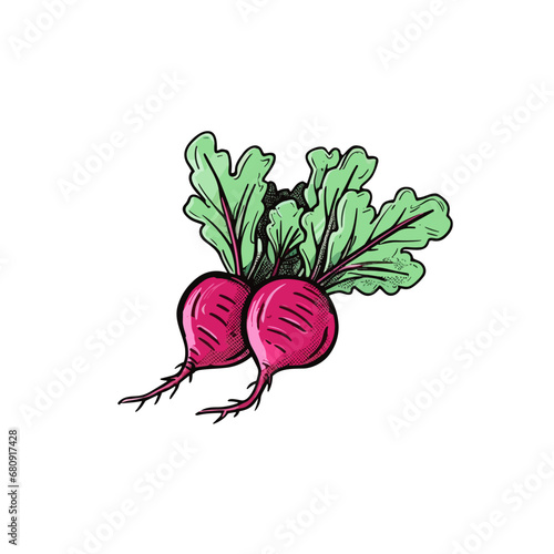 Beetroot hand-drawn illustration. Beetroot. Vector doodle style cartoon illustration