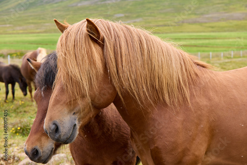Icelandic horses grazing in a pasture. A close-up view.
