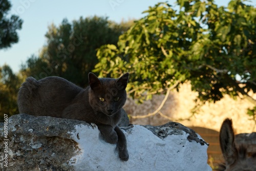 Grey cat laying on a stone wall in Menorca