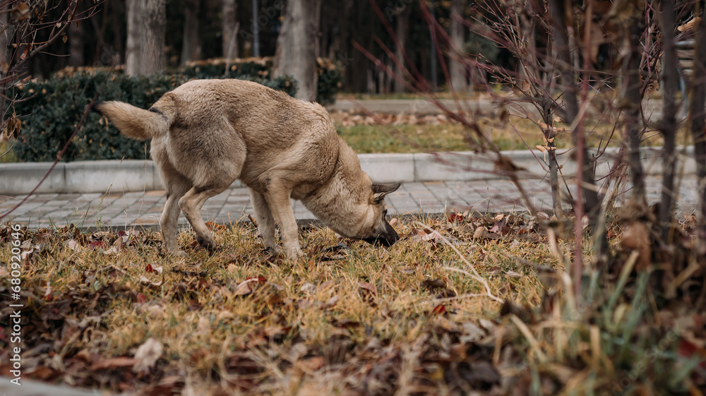 Fototapeta premium Street dog in the park for a walk. Autumn in the park.