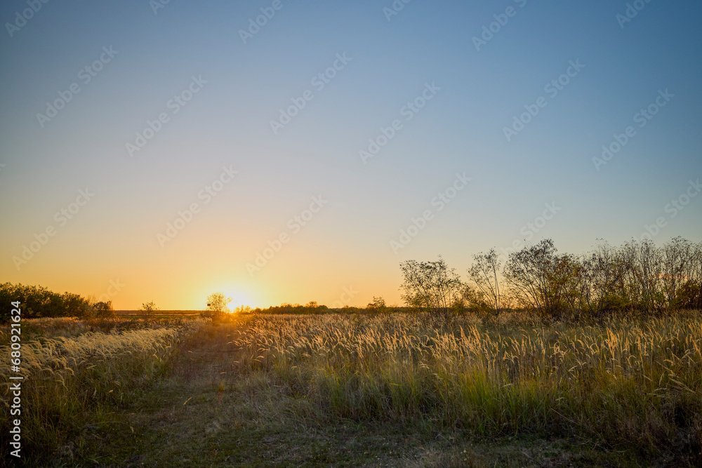 Fototapeta premium landscape with sunset over a field with wild grass. rural landscape.