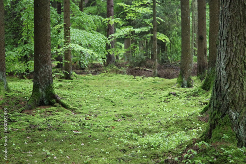 beautiful forest floor covered with moss in summer, lush green