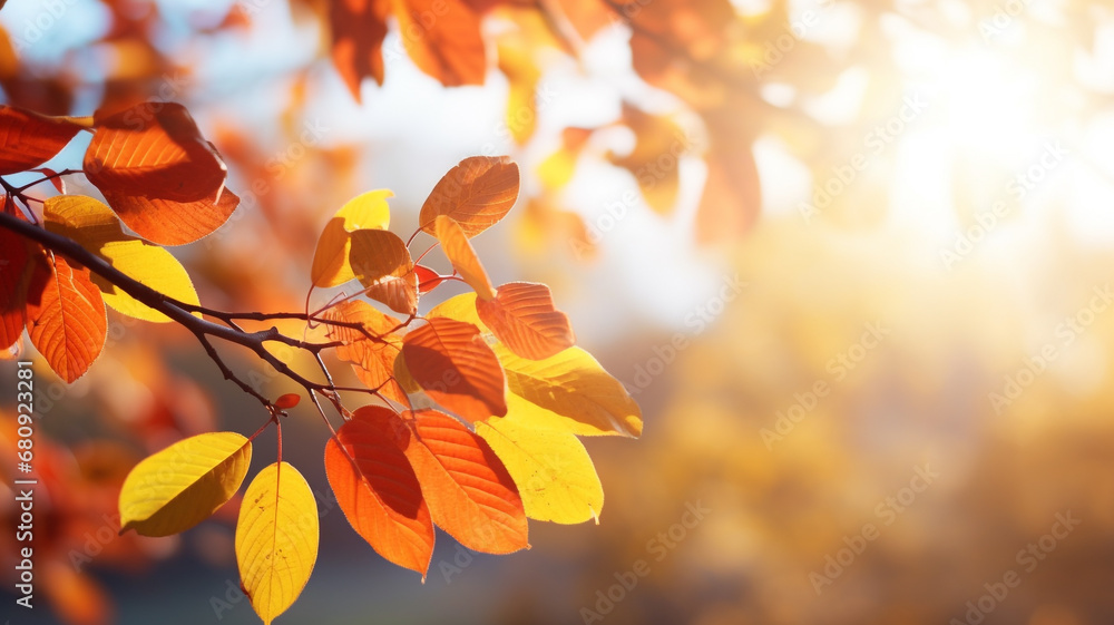 beautiful autumn leaves in sunny day beautiful autumn leaves in sunny day