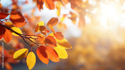 beautiful autumn leaves in sunny day