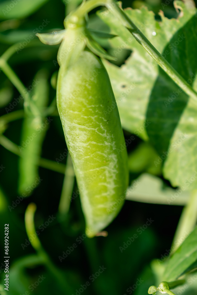 Peas in a garden home grown, spring, summer and autumn harvest Peas in a garden home grown, spring, summer and autumn harvest
