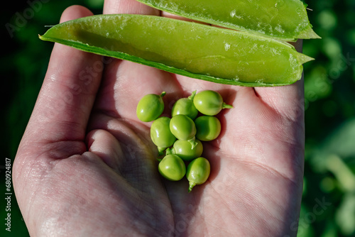 Peas in a garden home grown, spring, summer and autumn harvest