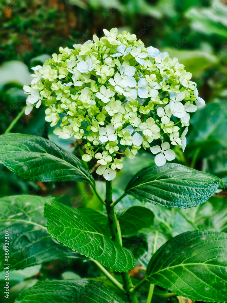 Hydrangea flower closeup. Beautiful Hortensia blooming in summer garden. Beauty colour Hydrangea flower close up. Nature floral backdrop. Easter, Birthday, Nature concept Hydrangea flower closeup. Beautiful Hortensia blooming in summer garden. Beauty colour Hydrangea flower close up. Nature floral backdrop. Easter, Birthday, Nature concept