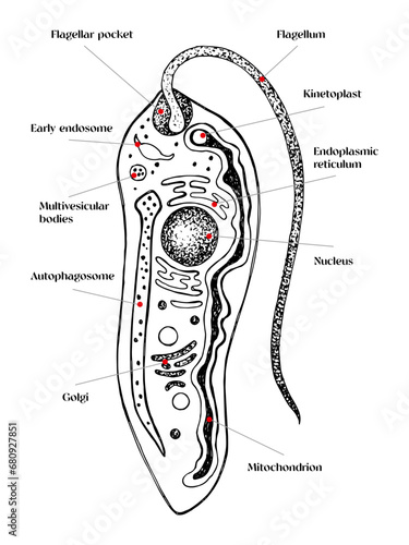 Biological vector of Leishmania Stages