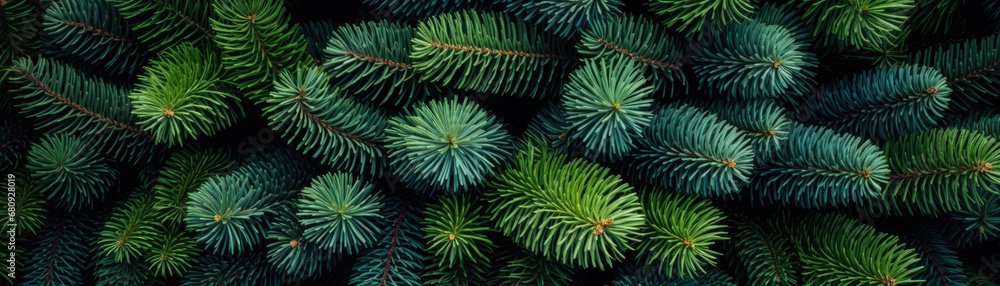 Green christmas fir tree branches, Fir tree close-up, picea pungens. Green christmas fir tree branches, Fir tree close-up, picea pungens.