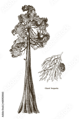Giant sequoia tree and branch vector photo