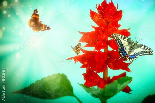 Beauty natural background with flying batterflies and red salvia flower (Salvia splendens) over sky in sunlight photo