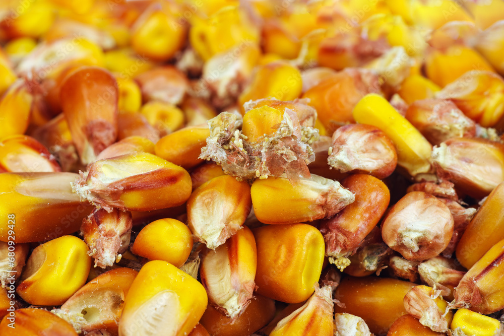 Rotten ,Infection corn used for food and animal feed .Food background Rotten ,Infection corn used for food and animal feed .Food background
