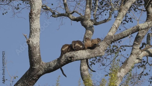 Family of Black Tailed Marmoset, Mico melanurus, sitting on a branch in a tree along the Transpantaneira towards Porto Jofre in swamps of the Pantanal welands in Brazil. photo