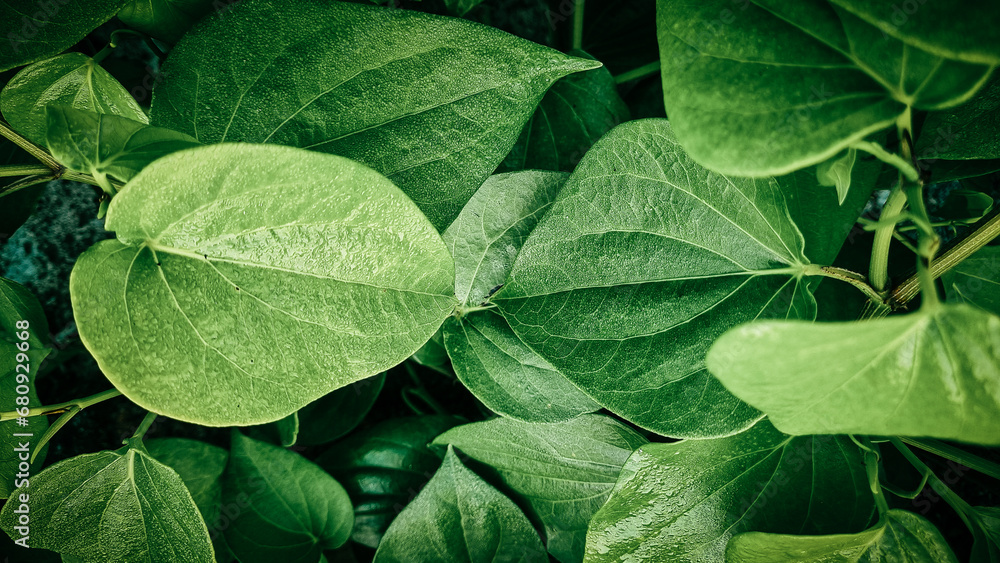Rich vibrant betel leaves, also known as betel leaves, are visually