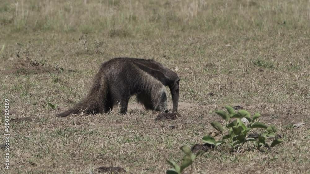 giant anteater walking over a meadow of a farm in the southern Pantanal. Myrmecophaga tridactyla, also ant bear, is an insectivorous mammal native to Central and South America. giant anteater walking over a meadow of a farm in the southern Pantanal. Myrmecophaga tridactyla, also ant bear, is an insectivorous mammal native to Central and South America.
