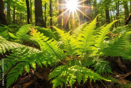 Ferns come into the forest in the sun.