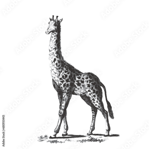 Giraffe. Doodle sketch. Vintage vector illustration.