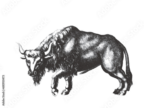 European Bison (Bison bonasus). Doodle sketch. Vintage vector illustration.