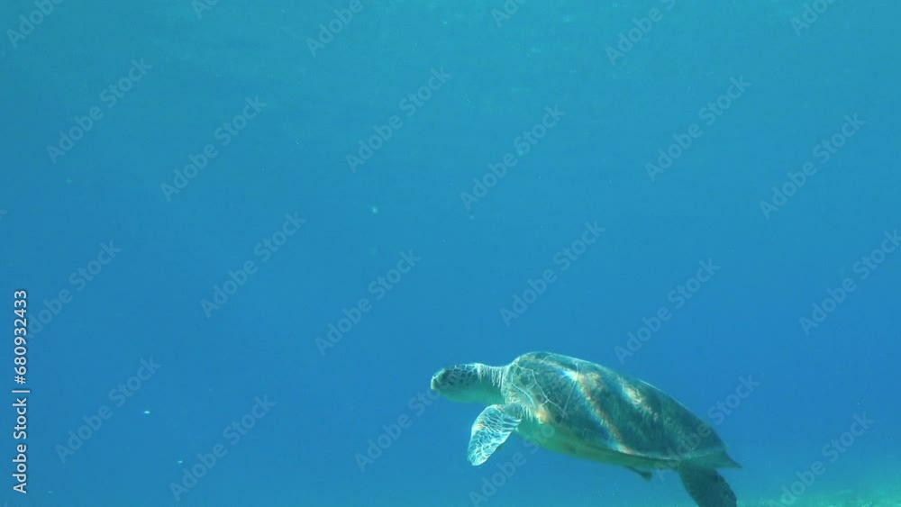 sea turtle swims, marine life sea turtle swims, marine life
