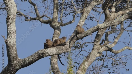 Family of Black Tailed Marmoset, Mico melanurus, sitting on a branch in a tree along the Transpantaneira towards Porto Jofre in swamps of the Pantanal welands in Brazil. photo