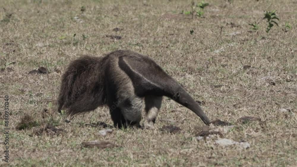 giant anteater walking over a meadow of a farm in the southern Pantanal. Myrmecophaga tridactyla, also ant bear, is an insectivorous mammal native to Central and South America. giant anteater walking over a meadow of a farm in the southern Pantanal. Myrmecophaga tridactyla, also ant bear, is an insectivorous mammal native to Central and South America.