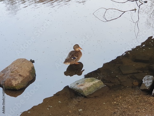 ducks on the rocks