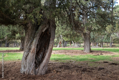 Sabinar de Calatañazor Nature Reserve, Soria (Spain) photo