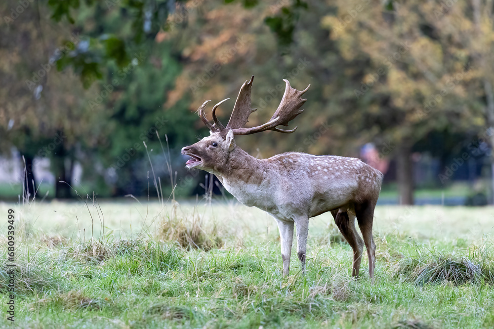 Deer in Phoenix Park, Dublin, Ireland Deer in Phoenix Park, Dublin, Ireland