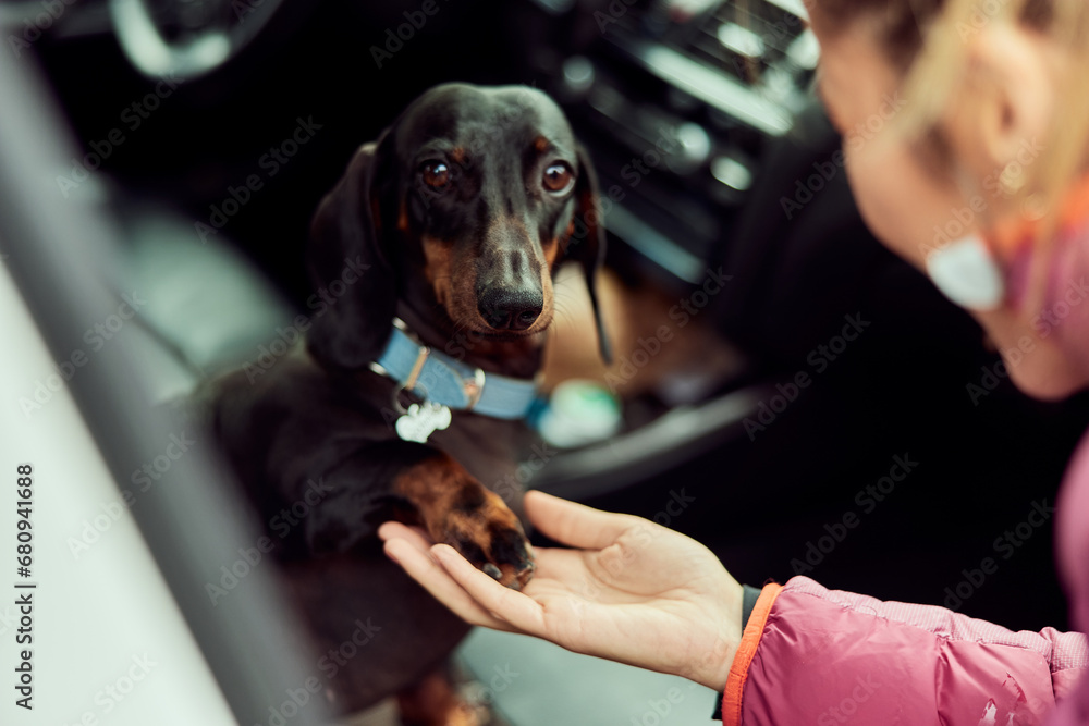 Portrait of a cute little dachshund breed dog, giving her paw to the owner. - obrazy, fototapety, plakaty 