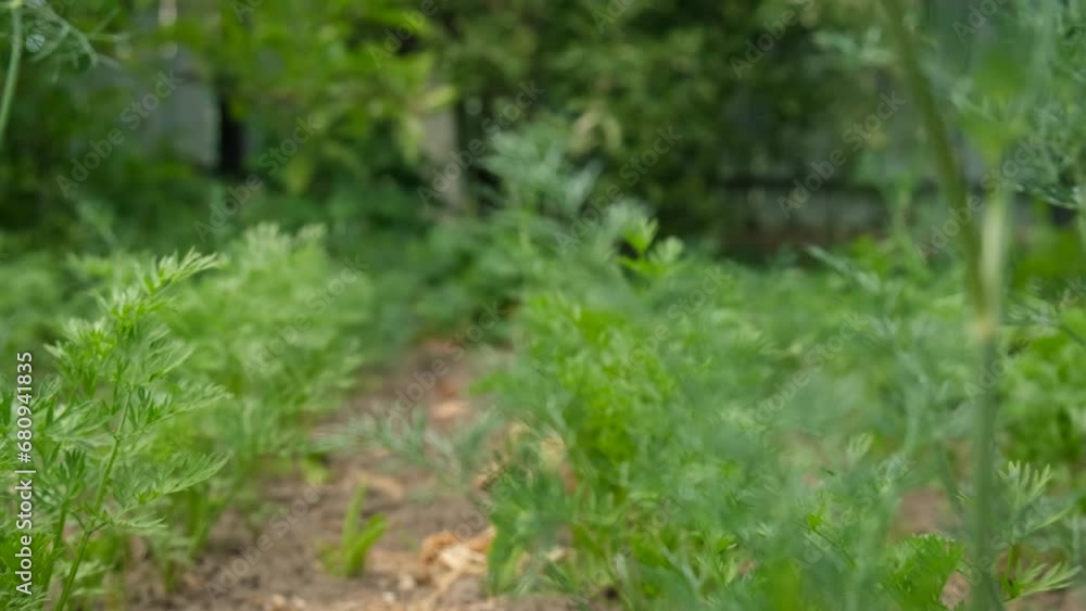 dill growing in the garden. Selective focus. dill growing in the garden. Selective focus.