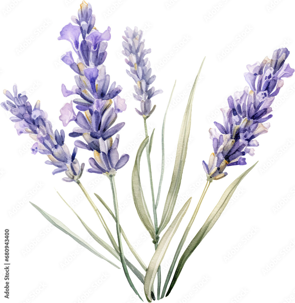 Obraz premium Isolated Transparent Background: Elegant Grosso Lavender Watercolor Clipart
